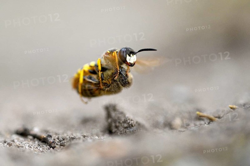 European beewolf (Philanthus triangulum), in flight, with captured bee, Bottrop, Ruhr area, North Rhine-Westphalia, Germany, Europe