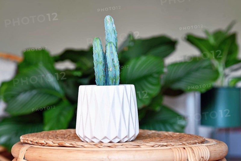 Potted Cactus (Cereus) houseplant on wooden table with other plants in blurry living room background
