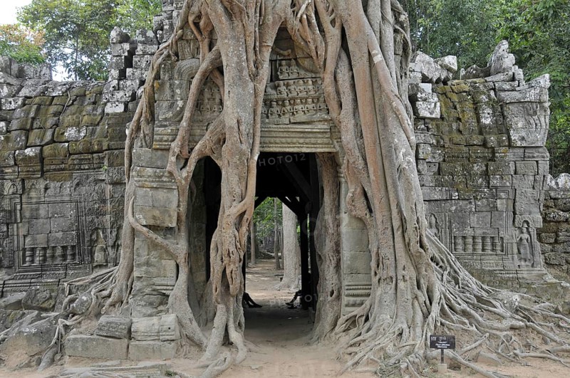 Strangler fig, Ficus altissima, Ta Som, Angkor, Cambodia, Asia