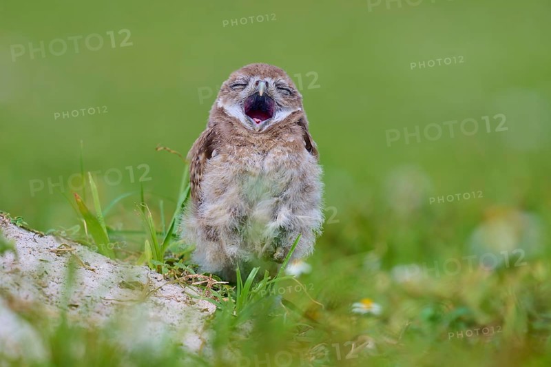 Burrowing Owl (Speotyto cunicularia), young bird in meadow yawns near nesting cave, Pembroke Pines, Florida, USA, North America