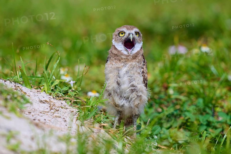 Burrowing Owl (Speotyto cunicularia), young bird in meadow yawns near nesting cave, Pembroke Pines, Florida, USA, North America