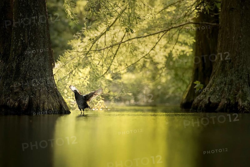Young coot (Fulica atra) stretching its wings backwards while preening, backlight, framed by trunks of bald cypress, wings radiate from the light, background bright and green, foreground smooth water surface green, Dortmund, North Rhine-Westphalia, Germany, Europe