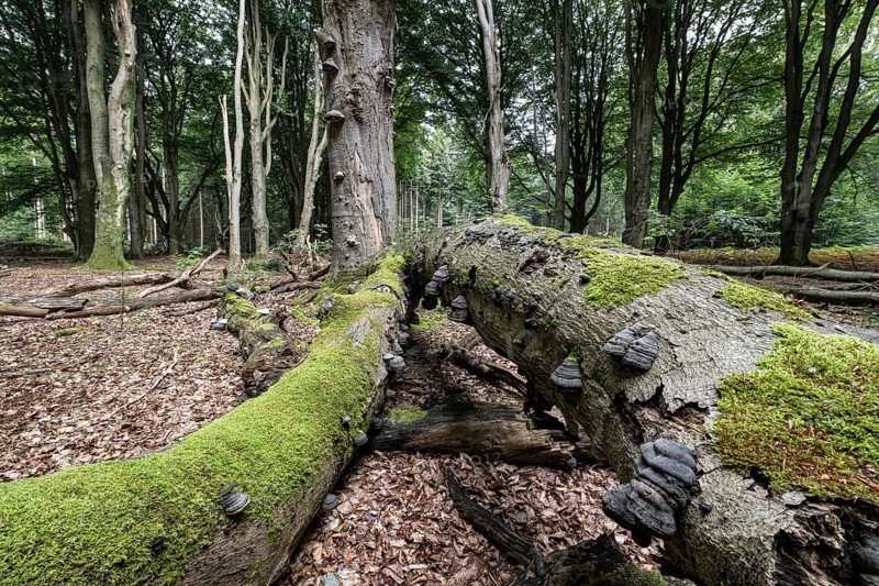 Deadwood with tinder fungus (Fomes fomentarius) in beech forest (Fagus sylvatica), Emsland, Lower Saxony, Germany, Europe
