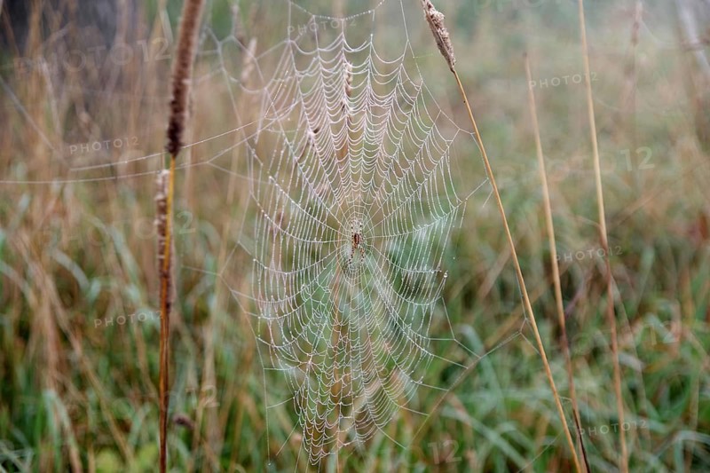 Spider web, cross spiders (Araneus), morning, dew, Germany, The spider sits in the centre of its web in the tall grass, Europe