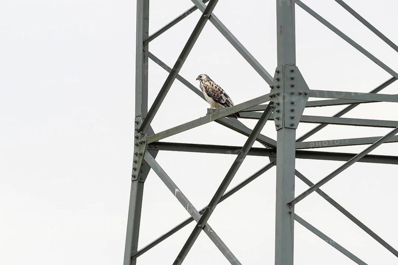 A steppe buzzard (Buteo buteo) perched on a metal structure (electricity pylon), against a bright sky, Hesse, Germany, Europe