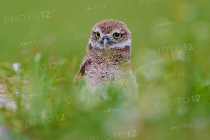 Burrowing Owl (Speotyto cunicularia), young bird in meadow, Pembroke Pines, Florida, USA, North America