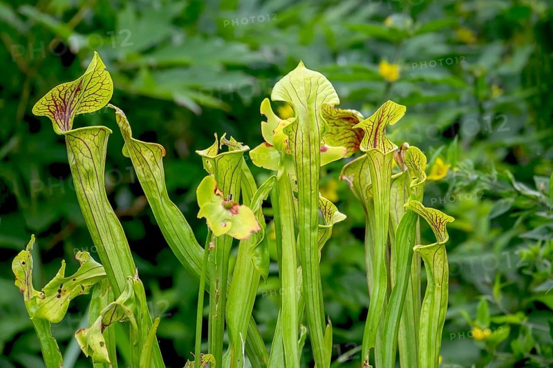Trumpet pitcher (Sarracenia), North Rhine-Westphalia, Germany, Europe