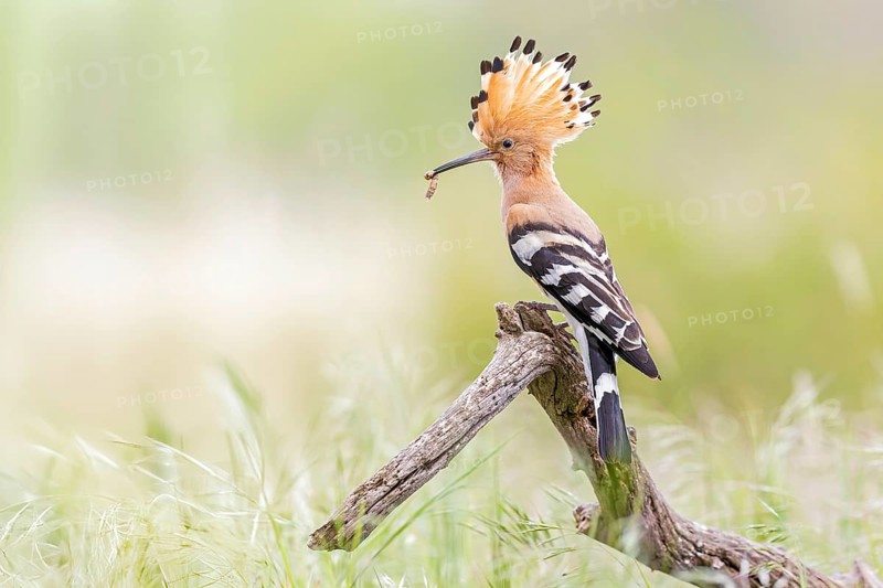 Hoopoe (Upupa epops) Bird of the Year 2022, caterpillar as prey for the young bird in the breeding cavity, erected bonnet, male on perching branch, golden hour, backlight, sunset, Middle Elbe Biosphere Reserve, Saxony-Anhalt, Germany, Europe