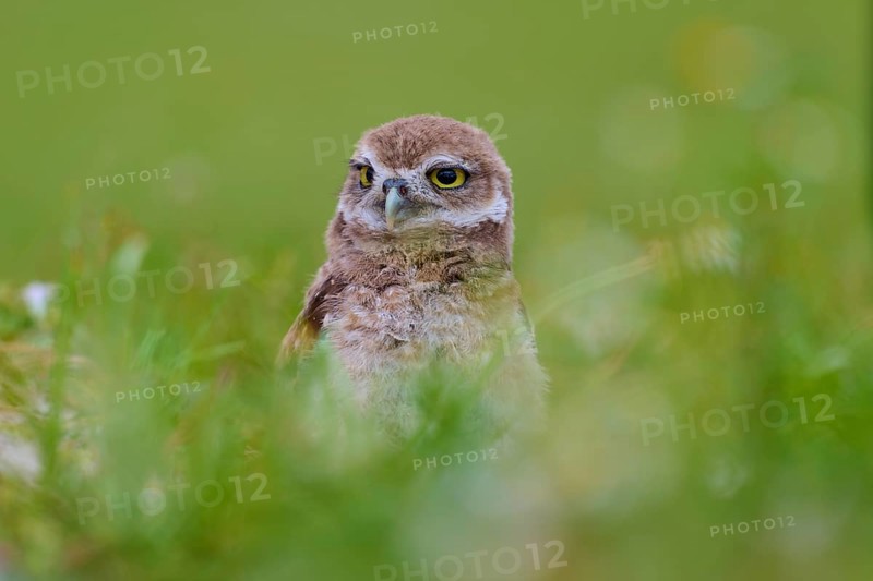 Burrowing Owl (Speotyto cunicularia), young bird in meadow, Pembroke Pines, Florida, USA, North America