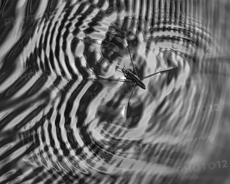 Water strider (Gerridae) makes geometric shapes and waves in the water surface with its legs, black and white, macro, Dortmund, North Rhine-Westphalia, Germany, Europe