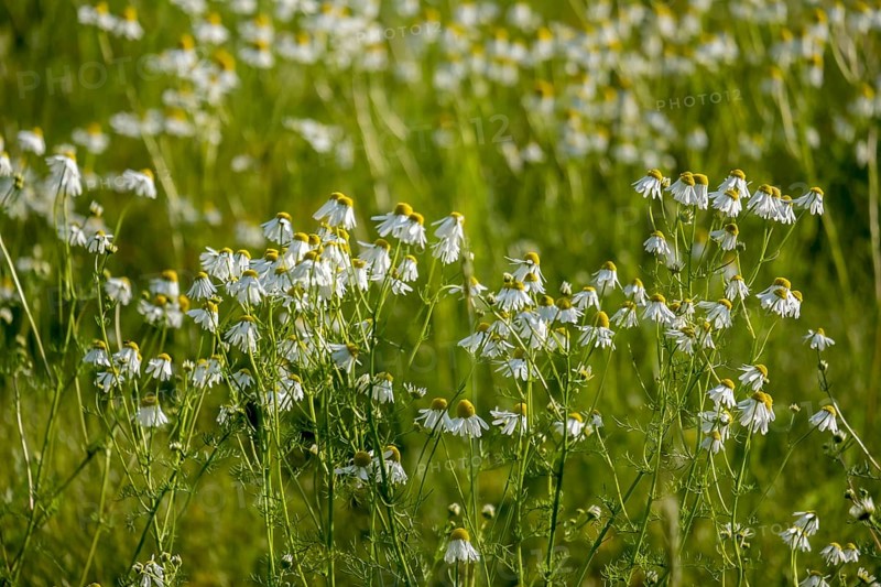 Meadow full of blooming camomile flowers, summer atmosphere, Münsterland, North Rhine-Westphalia, Germany, Europe