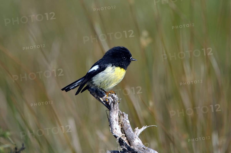 New Zealand tomtit, or Miromiro, Petroica macrocephela