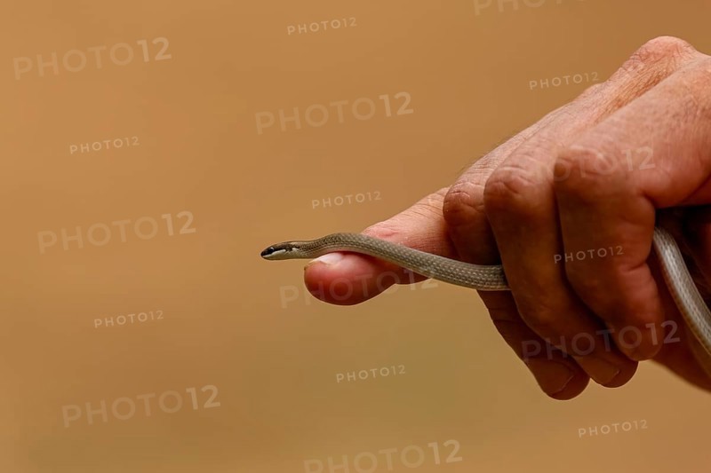 Tiny Spirit ground snake crawls over the index finger and hand of a man against ocher background, Pantanal Wetlands, Mato Grosso, Brazil, South America