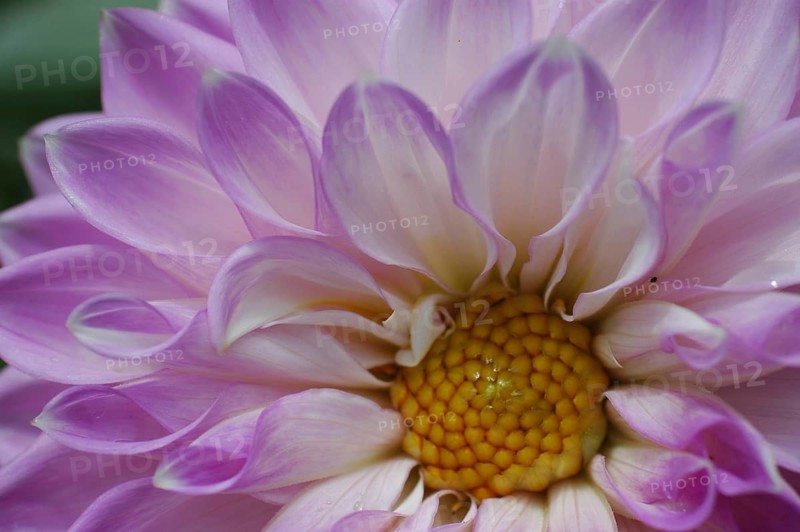 Closeup of mauve dahlia