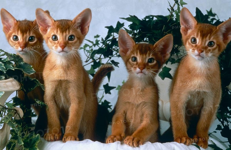 Abyssinian, 12 weeks old litter, Sorrel