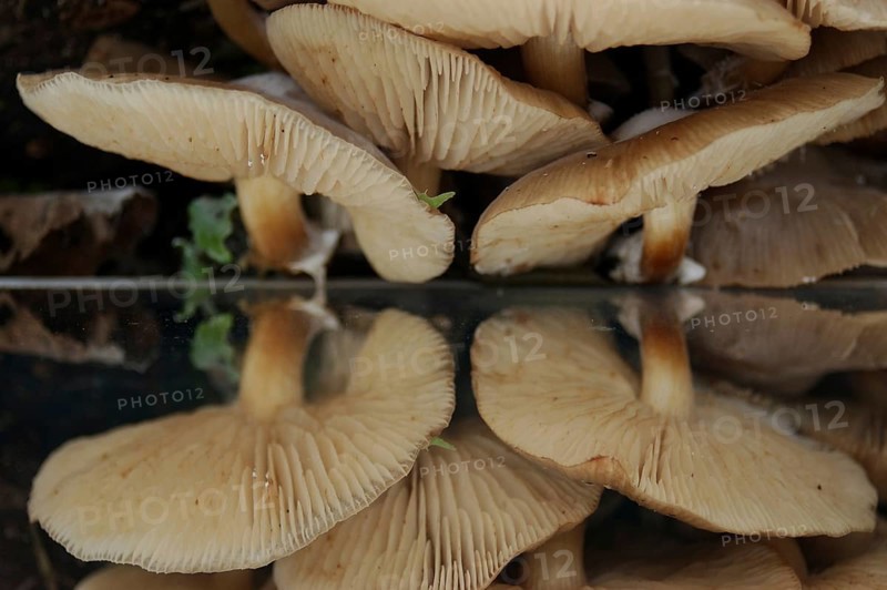 Group of pale brown toadstools, Flammulina velutipes, growing on a rotten log, West Coast, South Island, New Zealand, Oceania