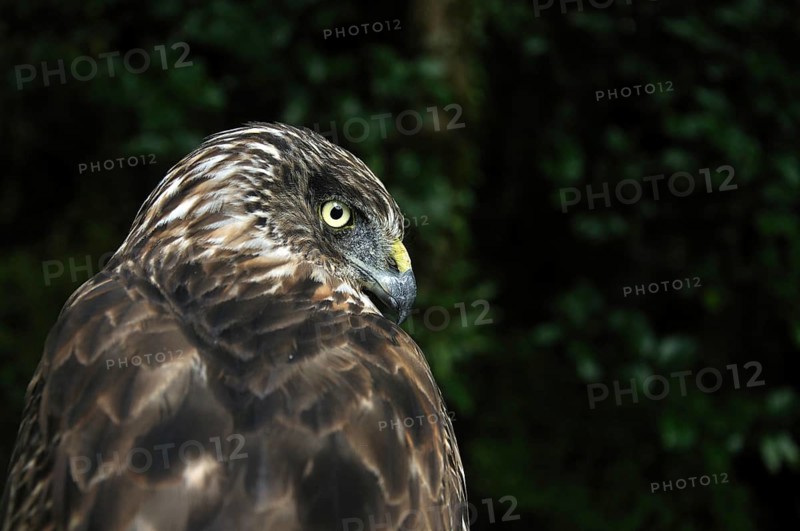 Portrait of Australasian Harrier Hawk, Circus approximans, New Zealand, Oceania