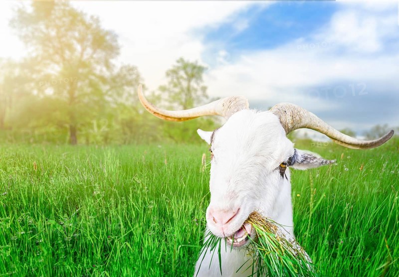 Funny white male goat with long horns and grass in its mouth, looking at the camera, in a field of green grass, on a sunny day of spring