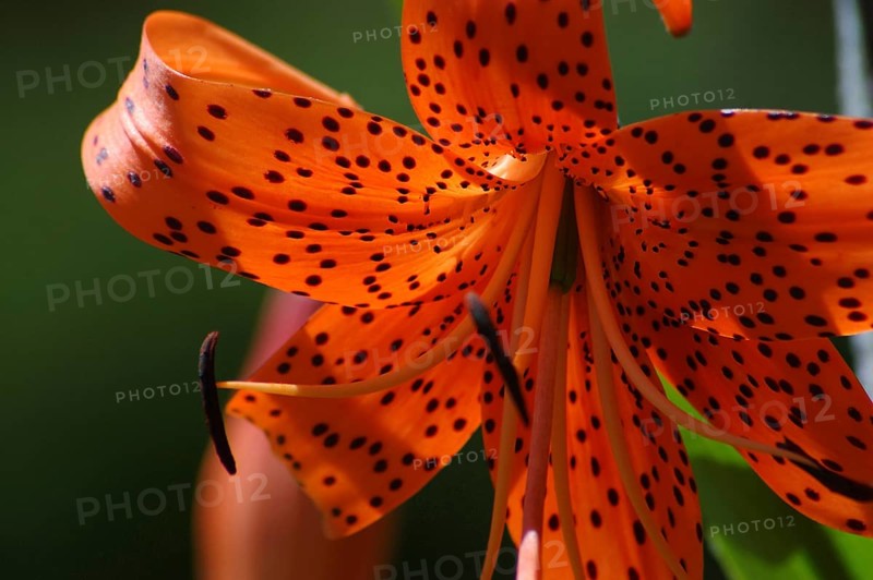 Closeup of orange tiger lily