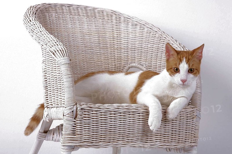 Domestic cat, dark red-white, in basket chair, Felis silvestris forma catus, Domestic-cat, red-white, basket chair