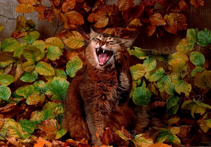 Somali cat, wild coloured, 3 years old