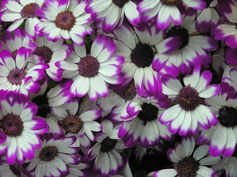 Mass of mauve and white flowers
