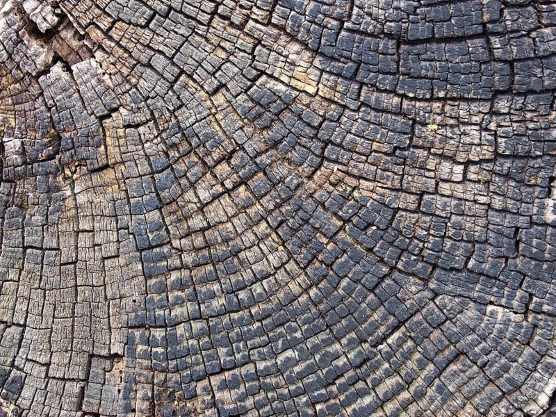 Old cracked timber surface with tree rings and lines in a geometric concentric pattern