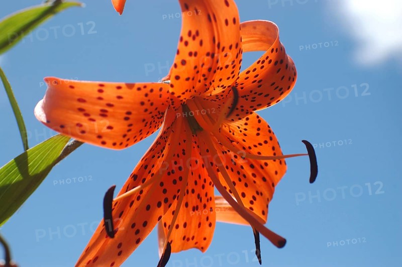 Orange tiger lily backlit on blue sky background