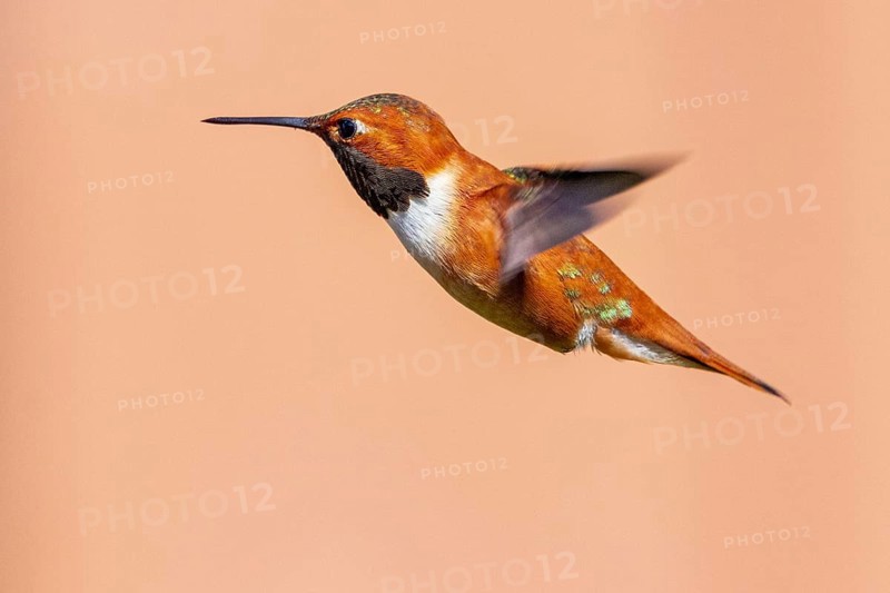 Hummingbird