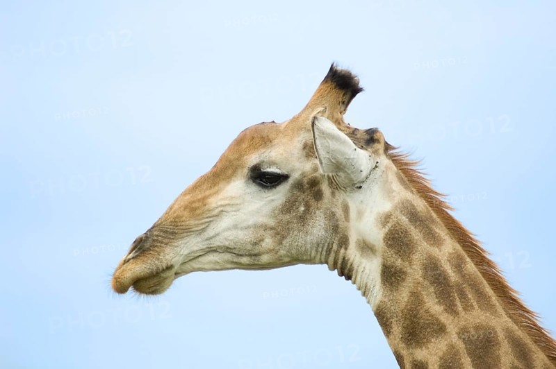 Male Giraffe with battle scars on the neck in the bushveld of Kruger Park, South Africa, Africa