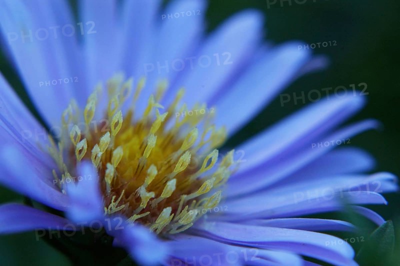 Closeup of dimorphotheca flower