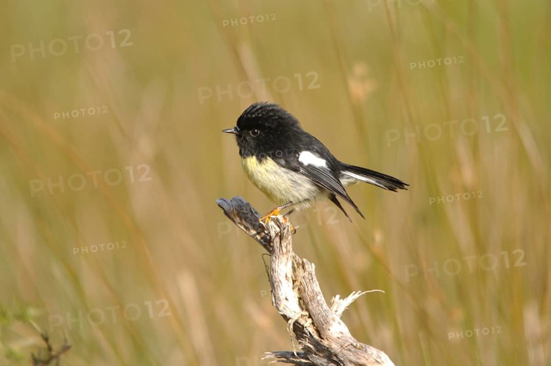 New Zealand tomtit, or Miromiro, Petroica macrocephela