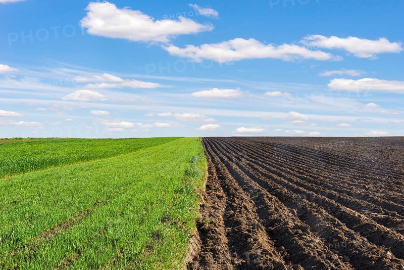 Plowed and sown fields under blue sky and white clouds