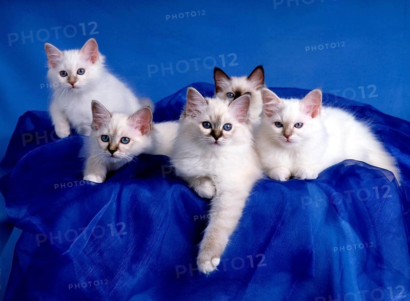 Birman cat, kitten, seal, seal-tabby, 12 weeks old