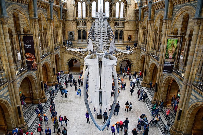 The interior of Natural History Museum with whale skeleton, London, United Kingdom, Europe
