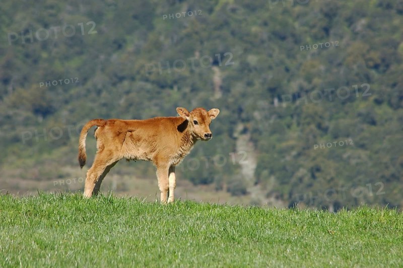 Jersey calf standing on hump, West Coast farm, South Island, New Zealand, Oceania
