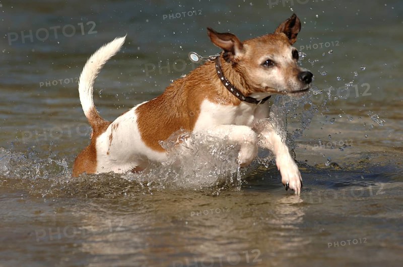 Jack Russell terrier in the water