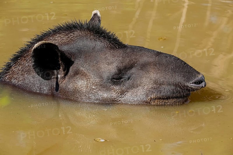 Close-up of a Tapir resting in a muddy pond, facing to camera, Pantanal Wetlands, Mato Grosso, Brazil, South America