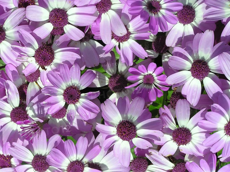 Mass of mauve and white flowers