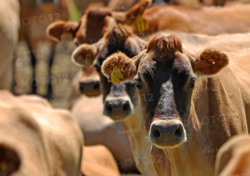 Herd of Jersey cows, Westland, New Zealand, Oceania