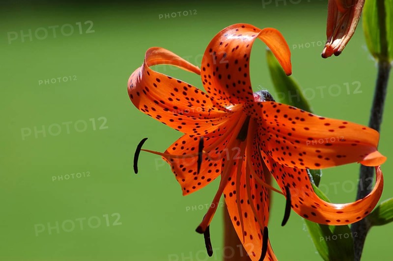 Orange tiger lily backlit on green background