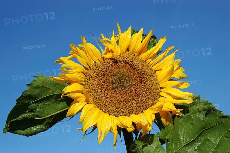 Giant sunflower against blue sky