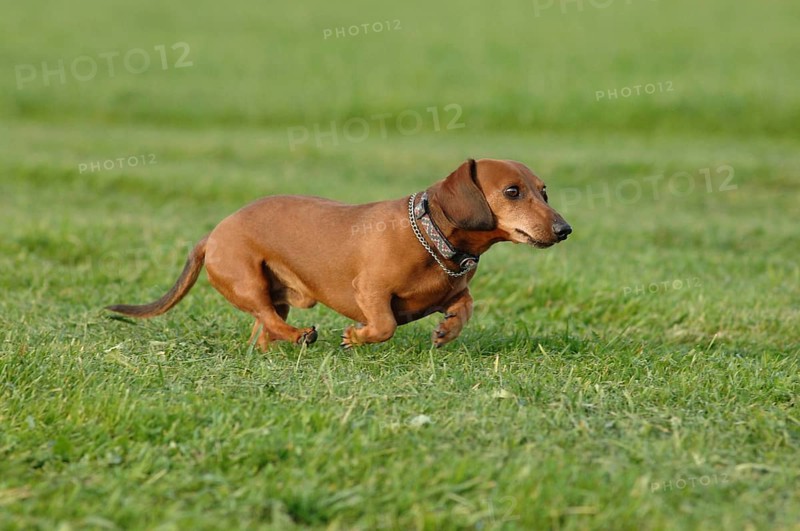 Brown short-haired dachshund at a gallop