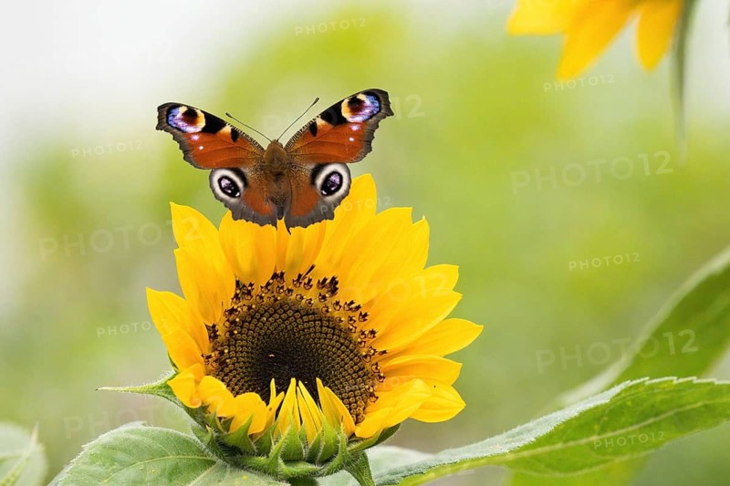A peacock butterfly (Inachis io, Nymphalis io) approaching a sunflower in front of a blurred green background, Hesse, Germany, Europe