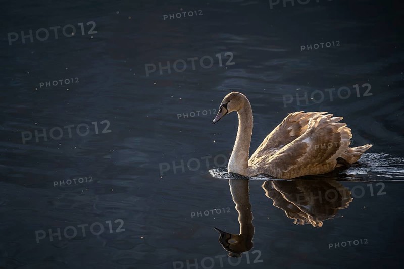 A young swan (Cygnus) with brown plumage on a lake. Reflection