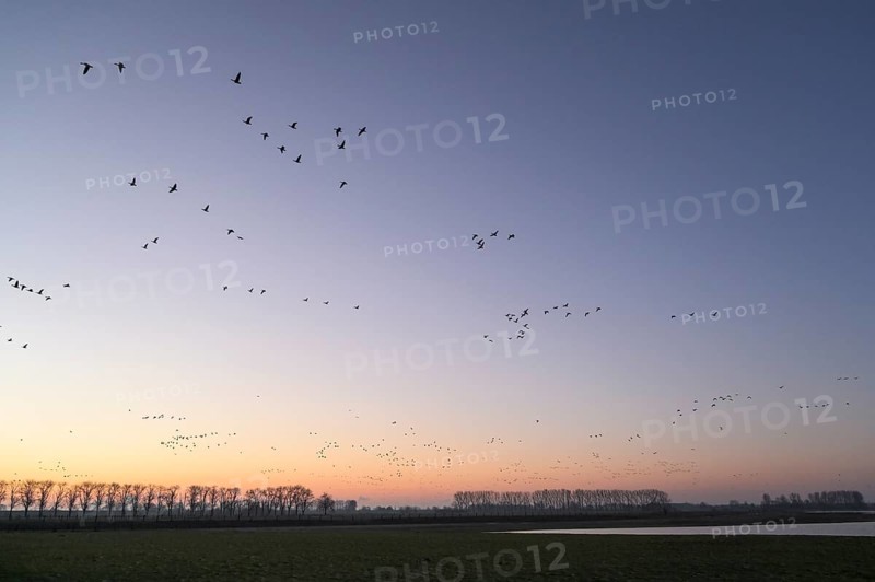 White-fronted goose (Anser albifrons), flock of geese taking off, from the roost, at sunrise, Bislicher Insel nature reserve, Lower Rhine, North Rhine-Westphalia, Germany, Europe
