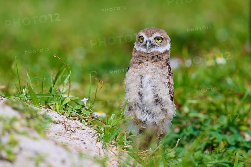 Burrowing Owl (Speotyto cunicularia), young bird in meadow near nesting cave stretches, Pembroke Pines, Florida, USA, North America