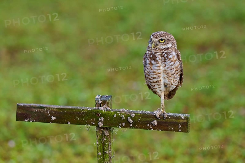 Burrowing Owl (Speotyto cunicularia), adult sits on wooden cross in meadow, Pembroke Pines, Florida, USA, North America