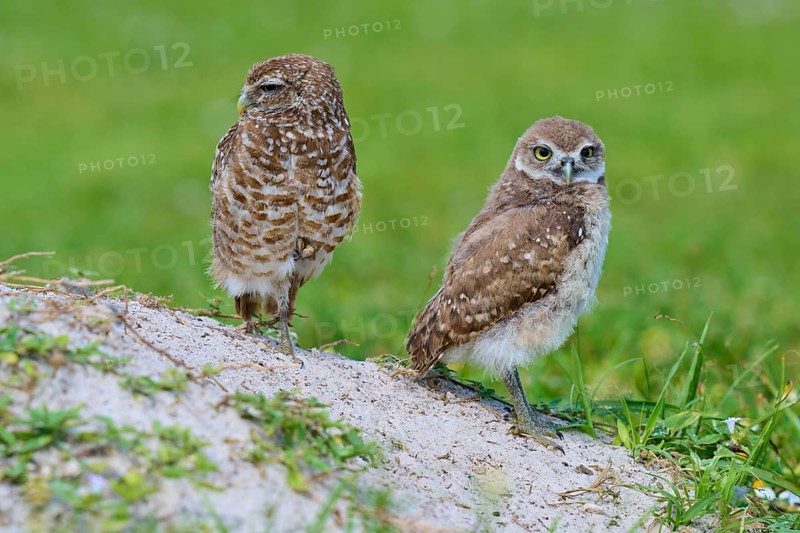 Burrowing Owl (Speotyto cunicularia), adult and young bird in meadow near nesting cave, Pembroke Pines, Florida, USA, North America