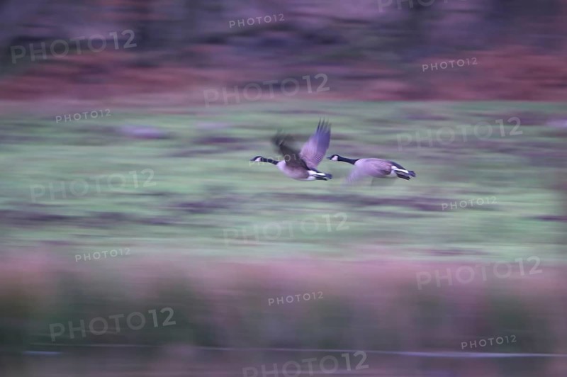 Canada goose (Branta canadensis), pair taking off, blurred, long exposure, subsidence area, Bottrop, Ruhr area, North Rhine-Westphalia, Germany, Europe